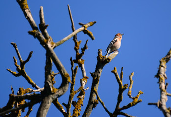 nightingale on a branch