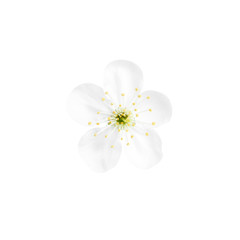 Fototapeta premium Beautiful tree blossom isolated on white. Spring season