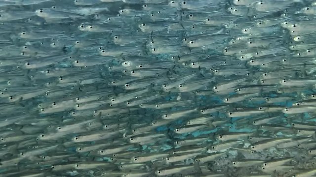 Massive school of small fish on blue water background. Closeup, underwater background