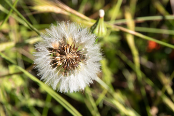 delicada flor blanca con fondo de briznas verdes