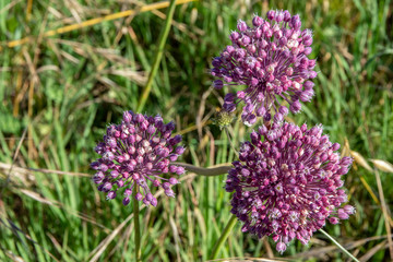 Flores viloletas esféricas sobre fondo de hierbas de verde intenso