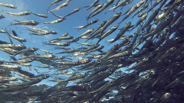 Massive school of small fish swims under surface of blue water, on blue sky background. Low-angle shot 