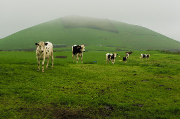 Cows are grazing on a foggy field, Azores Islands, Portugal