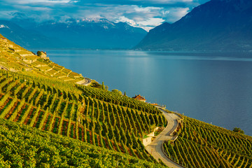 Lavaux, Switzerland: Lake Geneva and the Swiss Alps landscape seen from Lavaux vineyard tarraces in...