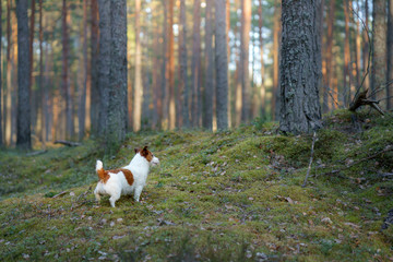 dog in the forest. Jack Russell Terrier . Tracking in nature. Pet resting