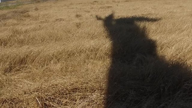 wheat field with eolic turbines wind renewable energy farm slow motion
