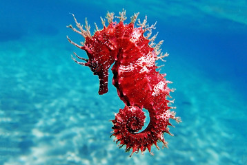Red long-snouted seahorse - Hippocampus guttulatus
 - obrazy, fototapety, plakaty