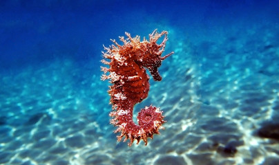 Red long-snouted seahorse - Hippocampus guttulatus
