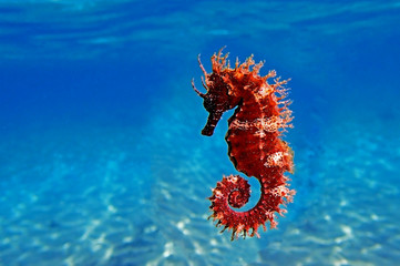 Red long-snouted seahorse - Hippocampus guttulatus
