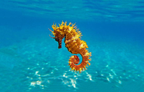 Golden long-snouted seahorse - Hippocampus guttulatus
