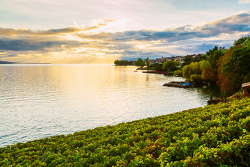 Sunset over the lake geneva and grape plants in the foreground, Switzerland