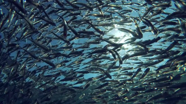 Massive school of small fish swims on blue water, on background blue sky and sun. Low-angle shot, Backlight