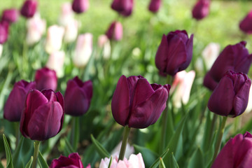 Obraz premium Beautiful blooming tulips outdoors on sunny day