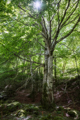big beech tree in the forest