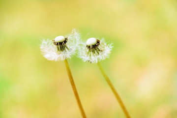Close-up of white dandelion with seeds, on Blurred yellow background.Meadow of bright yellow dandelions, green grass with bokeh effect. Design element.Summer concept