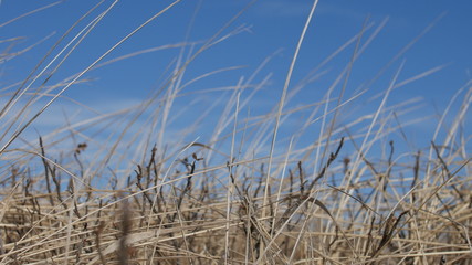 Obraz premium 青空と枯れ草