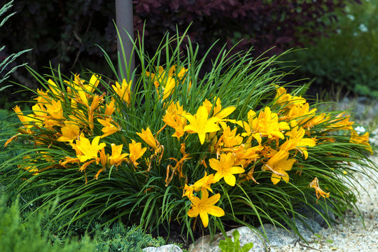 Yellow daylily flowers in a garden