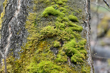 a tree in the forest is covered with beautiful moss.