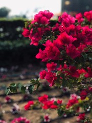 Flowers in the garden