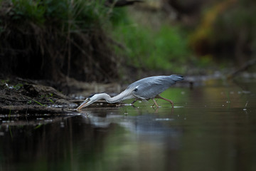 Grey heron (Ardea cinerea) hunting fish on the river. Heron mirrored on the surface. Grey heron in the water. European nature.