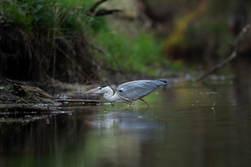 Grey heron (Ardea cinerea) hunting fish on the river. Heron mirrored on the surface. Grey heron in the water. European nature.