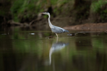 Grey heron (Ardea cinerea) hunting fish on the river. Heron mirrored on the surface. Grey heron in the water. European nature.