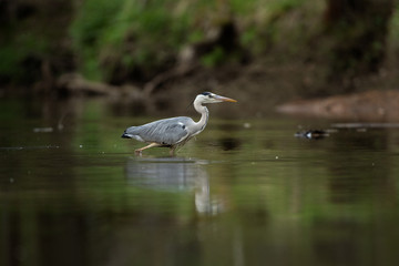 Grey heron (Ardea cinerea) hunting fish on the river. Heron mirrored on the surface. Grey heron in the water. European nature.