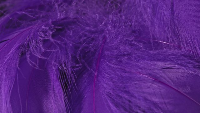 Beautiful rotating background of violet or purple tropical birds feathers. Bird natural pattern. Close-up top view. Abstract rotating footage.
