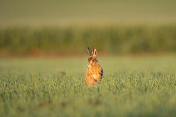 European hare (Lepus europaeus), morning cleaning on the field. Calm hare during morning sunrise. European nature