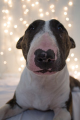 English Bull Terrier and lights