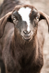 portrait of a goat