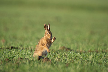 European hare (Lepus europaeus), morning cleaning on the field. Calm hare during morning sunrise. European nature