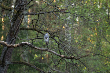 Grey heron (Ardea cinerea) sitting on the branch. Calm heron on the branch. European nature.