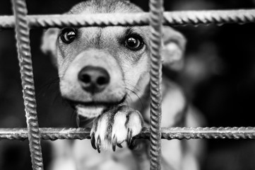 Black and white photo of dog in an animal shelter