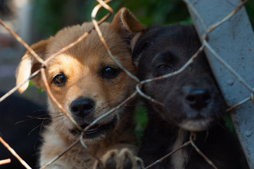Puppies in an animal shelter