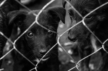 Black and white photo of puppies in an animal shelter