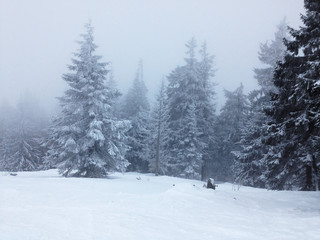 Fototapeta premium Ate under the snow .Winter foggy landscape