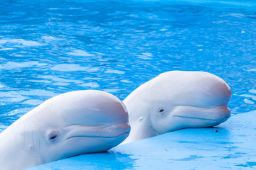 Naklejka premium beautiful white polar whale,in the pool blue