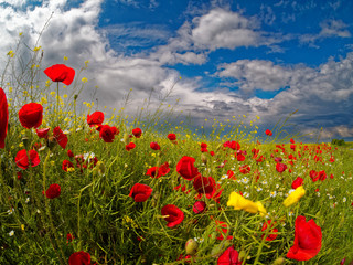 Fototapeta na wymiar Red Poppy Flowers On Field Against Sky