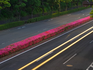 Tokyo,Japan-May 23, 2020: Azalea in full bloom at center divider at dawn in Tokyo

