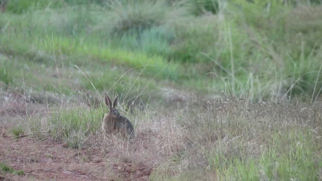 A jackrabbit hops forward and eats some of the green grass growing around him in the soft evening light.