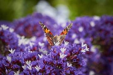 Painted Lady Butterfly on Sea Lavender
 different views, side, back and frontal.  Purple flowers