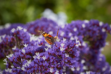 Painted Lady Butterfly on Sea Lavender
different views, side, back and frontal. Purple flowers