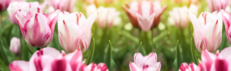Beautiful blooming tulips outdoors on spring day. Horizontal banner design