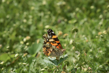 Painted Lady Butterfly on green leaves. Side view and Top view