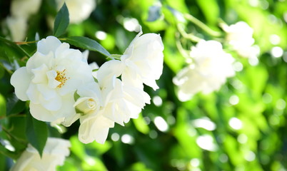 Ramblerrosen in Weiß in der Morgensonne - Blütezeit im Frühling - weiße Kletterrosen 