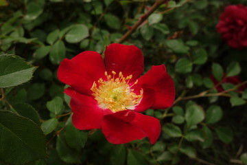 Red rose outdoor in the garden