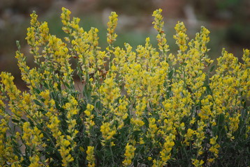 Anthyllis cytisoides summer deciduous shrub