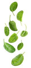 Set with fresh green spinach leaves falling on white background