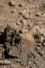 Lizard in the desert dry texture